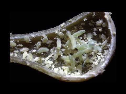 Here’s How Insects Coax Plants into Making Galls