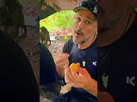 TUCUMÃ - Conheça o Fruto mais Consumido da Amazônia