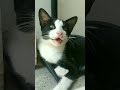 Meow Meow Cute Kitten Tuxedo