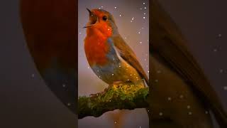 Download lagu Bird Bgm Ringtones, Bird chirping, Instrumental ringtone, Bird Sound ringtones mp3
