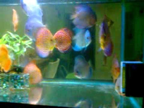 king of small aquarium discus fish