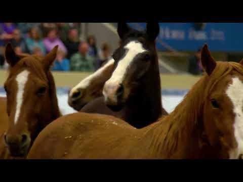 Watch the World's Best Colt Starters at Road to the Horse 2026!