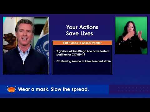 Two gorillas at San Diego Zoo test positive for COVID-19