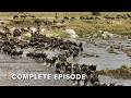 High-Stakes Wildebeest River Crossing | Nomads of the Serengeti 101+102