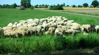 preview picture of video 'Schafe auf der Weide'