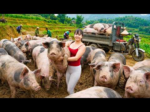 Buying 600KG Giant Pigs from Farmers | 3-Wheeled Truck Transport Go to Market Sell