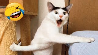Try Not To Laugh 😍 Funniest Cats and Dogs 2024 😹🐶 Part 18