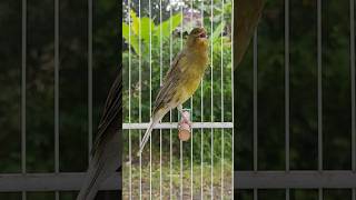 Download lagu kenari isian sogon, pancingan kenari ampuh, masteran kenari #kenari #birds #canary #canariobelga mp3
