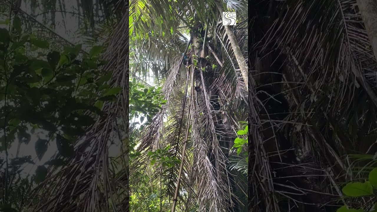Sugar Palm Sap Tapping - Masarang