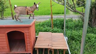 家のリフォーム具合を確認するヤギ