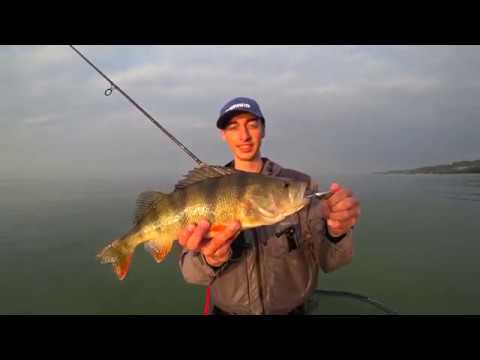 Okonie i Trocie w morzu Bałtyckim