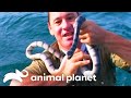 Irwin Caught Waves And Venomous Snakes In Southeast Asia The Crocodile Hunter Animal Planet
