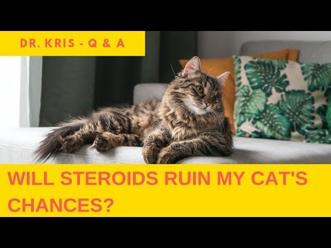Will steroids ruin my cats chances?