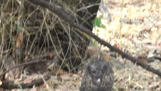 preview picture of video 'Bandhavgarh Eagle and Fowl - Broadband High.mp4'