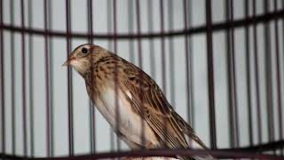 Download lagu Sanma isian lagu antik dan unik mp3