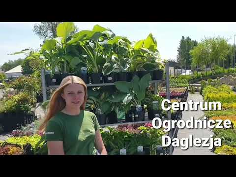 Funkia- królowa cienistych miejsc.