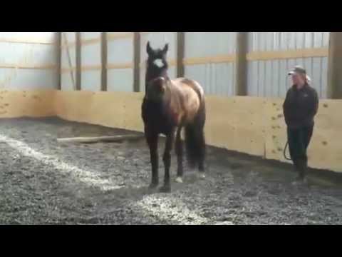 Raider, an adopted Quarterhorse in Elkhart Lake, WI_image-1