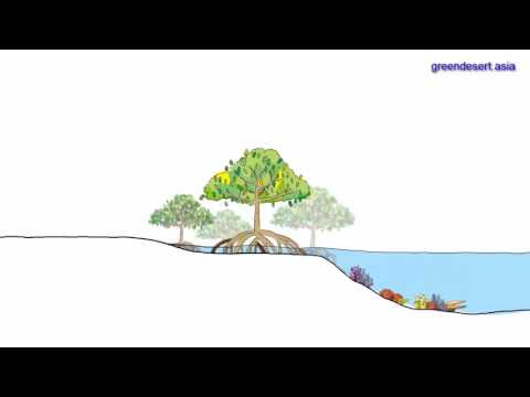 greendesert.asia 10 Importance of Mangrove Forests