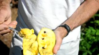 preview picture of video 'Ripe Pawpaw Fruit, September, 2009'