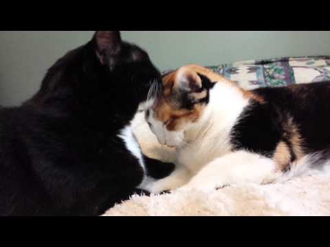 Cats head butt each other for head cleaning
