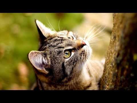 American Shorthair Cat,Description,History of the breed,Character, price.