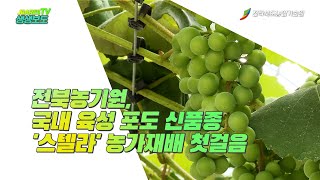 전북농기원, 국내 육성 포도 신품종 '스텔라' 농가재배 첫걸음