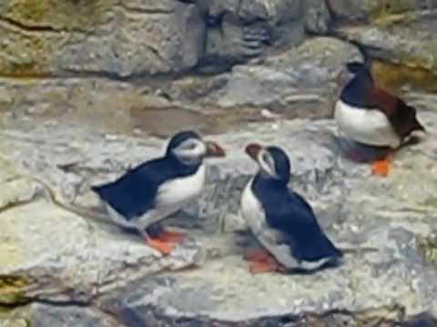 Kissing Puffins (get camera shy)