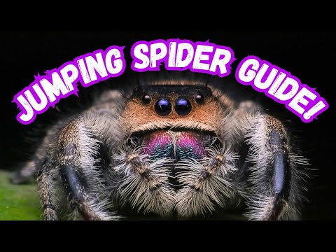 Jumping Spider Care Guide | Phidippus Regius Beginner Guide / Tips | Spooderpods