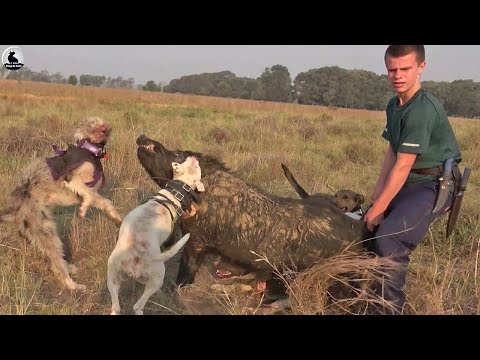 When a wild boar attacks a hunter - Farmers and hunters face off against invading wild boars