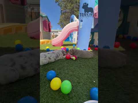 Video 4