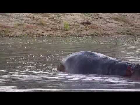 Djuma: Hippo arrives at dam - 05:31 - 01/23/2022