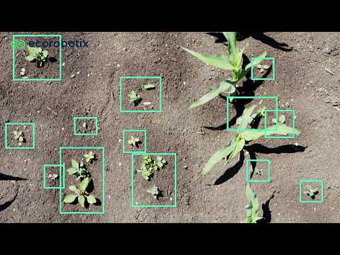 Maisfeld - Behandlung von Unkräutern -  Juni 2022