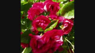 in search of a rose-waterboys.wmv