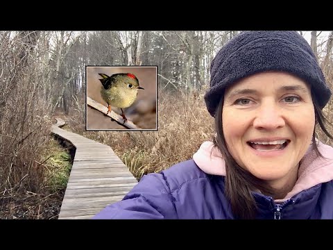 Seriously The Best Time to See Kinglets