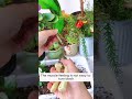 Prune Roots For Longevity Flowers Garden Gardening Plants