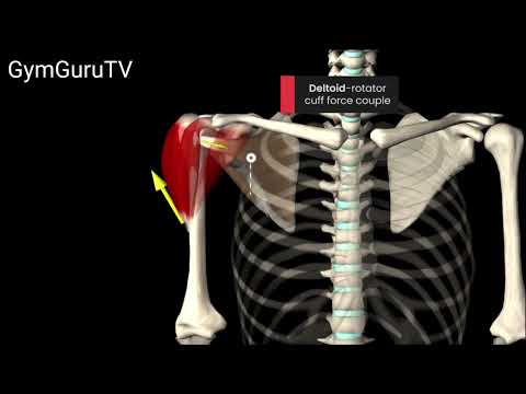 The Rotator Cuff Force Couple #fitness #gym #workout