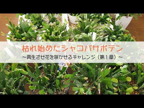 クリスマスサボテンを復活させる方法は？保存するために考慮すべき 8 つの要素  庭園