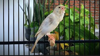 Download lagu Burung kenari berkicau memanggil lawan! Burung kenari Anda akan bernyanyi tanpa henti mp3