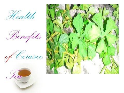 download lagu mp3 mp4 Bush Medicine Cerasee, download lagu Bush Medicine Cerasee gratis, unduh video klip Bush Medicine Cerasee