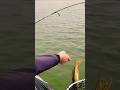 Video Thumbnail for Northern Pike  #shorts #backflip #fishing #pikefishing