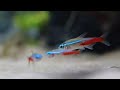 Makanan Ikan Hias Neon Tetra