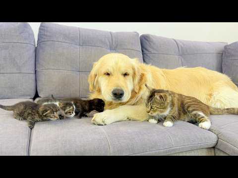 YouTube 썸네일