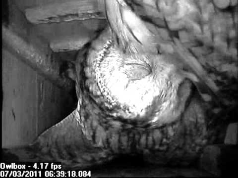 Male Tawny Owl stops female leaving nest