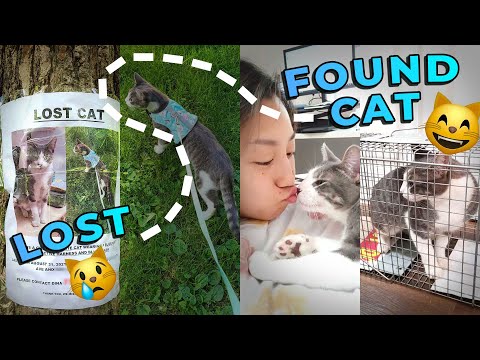 How to FIND YOUR LOST CAT OUTSIDE: Found My Cat in 3 Days (living in an apartment near the woods)