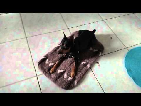 Prince — Teaching an old dog the place command