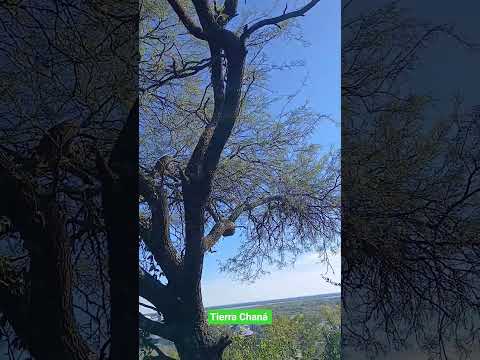 🥾🚶‍♂️TIerra Chaná Diamante Entre Rios #trekking #senderismo