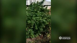 �� ������� ���� ���������� ������ �� ���� ��� ������. ³���