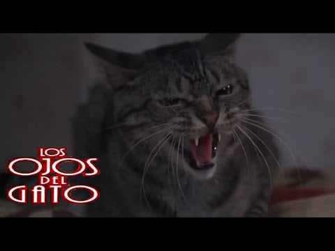 Los Ojos Del Gato: Gato Contra Troll Parte 1