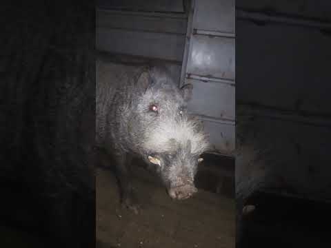 A real  Giant wild boar #hogzilla #beautiful  #animals