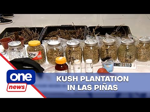Kush plantation in Las Piñas
